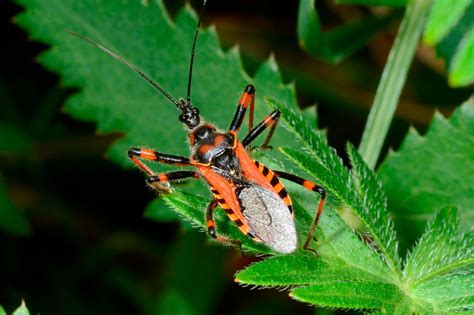 Deadly kiss ng kissing bug .